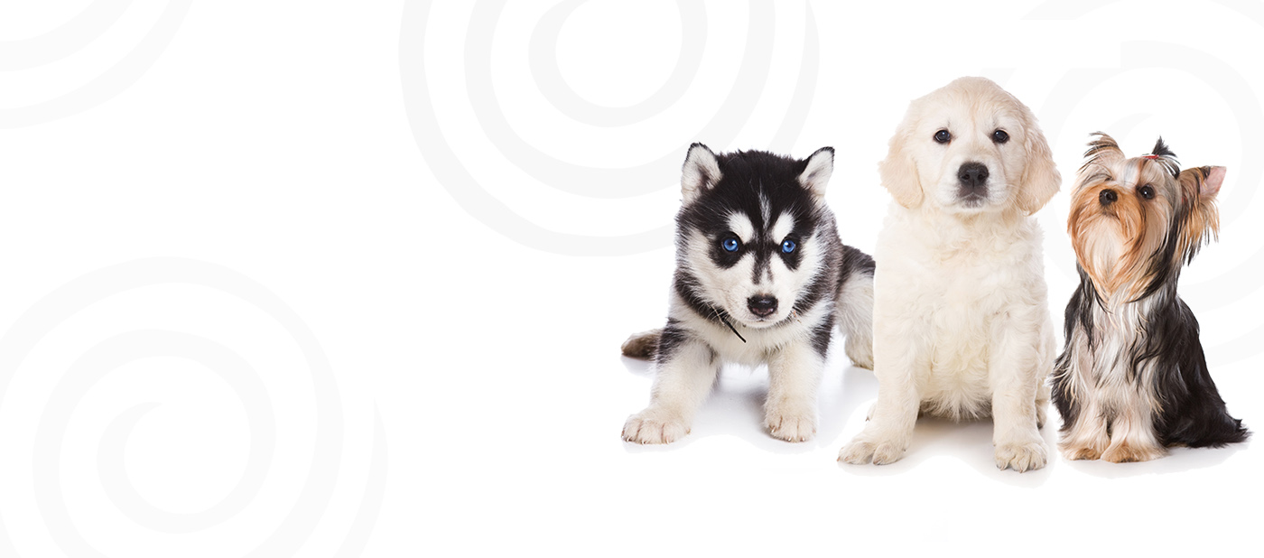 petland available puppies petland frisco pet store buy puppies pets supplies petland available puppies petland frisco pet store buy puppies pets supplies