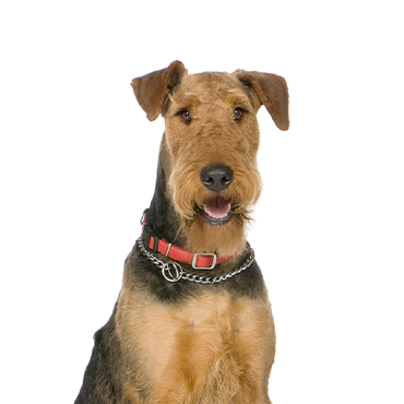 Petland Frisco & Mckinney, Texas Airedale Terrier