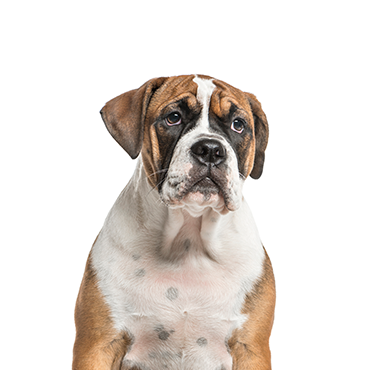 Petland Frisco & Mckinney, Texas Bea-Bull