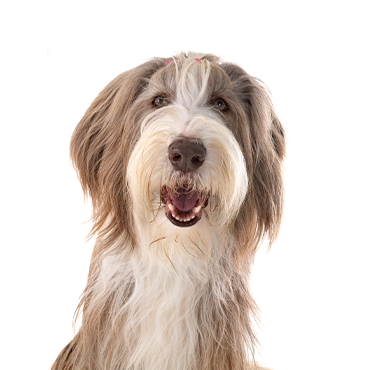 Petland Frisco & Mckinney, Texas Bearded Collie