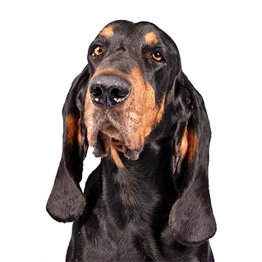 Petland Frisco & Mckinney, Texas Black and Tan Coonhound