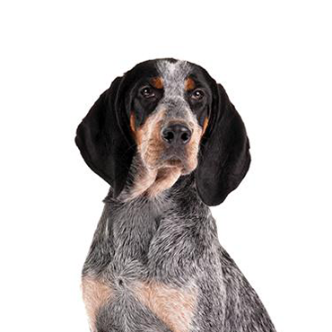 Petland Frisco & Mckinney, Texas Bluetick Coonhound