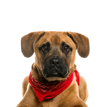 Petland Frisco & Mckinney, Texas Boggle