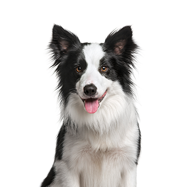Petland Frisco & Mckinney, Texas Border Collie