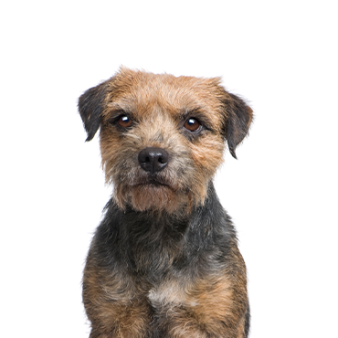 Petland Frisco & Mckinney, Texas Border Terrier