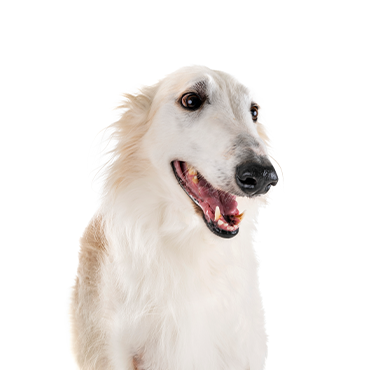 Petland Frisco & Mckinney, Texas Borzoi