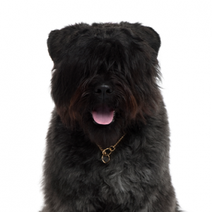 Bouvier des Flandres