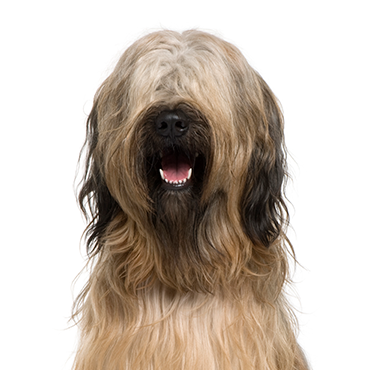 Petland Frisco & Mckinney, Texas Briard
