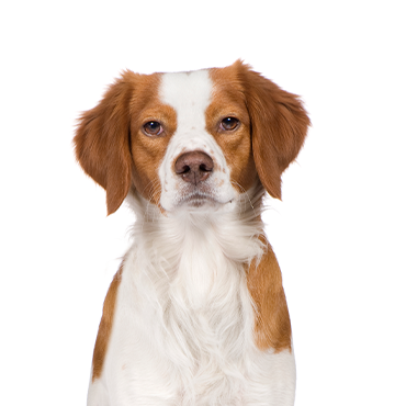 Petland Frisco & Mckinney, Texas Brittany