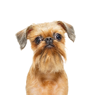 Petland Frisco & Mckinney, Texas Brussels Griffon
