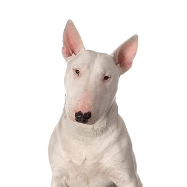 Petland Frisco & Mckinney, Texas Bull Terrier