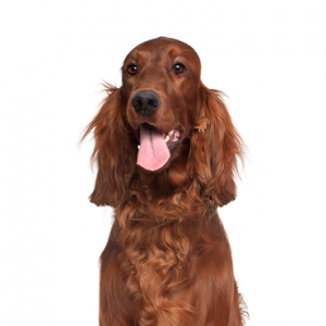 Red setter free to good best sale home