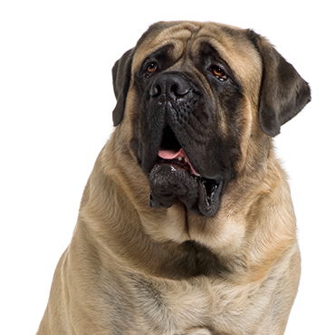 Petland Frisco & Mckinney, Texas Mastiff