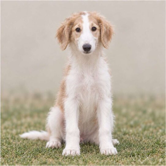 A tall, elegant Borzoi with a flowing, silky white coat sitting gracefully