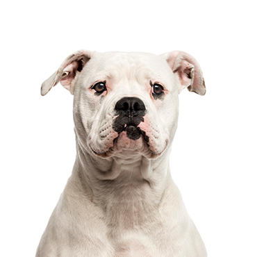 Petland Frisco & Mckinney, Texas American Bulldog