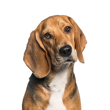 Petland Frisco & Mckinney, Texas American Foxhound