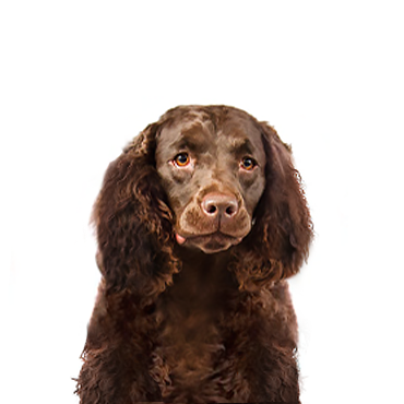 Petland Frisco & Mckinney, Texas American Water Spaniel