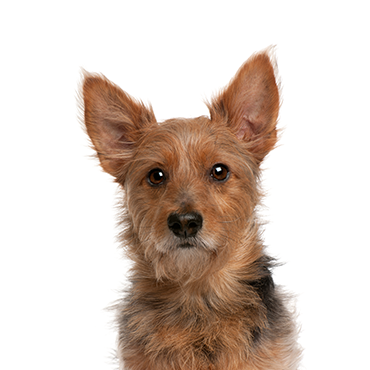 Petland Frisco & Mckinney, Texas Australian Terrier