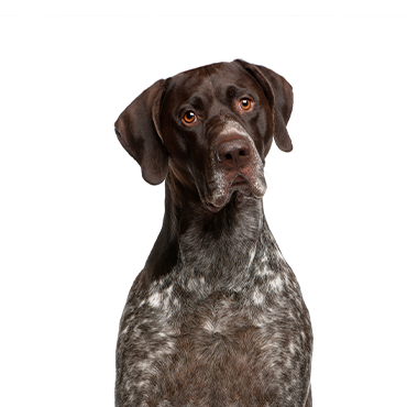 Petland Frisco & Mckinney, Texas German Shorthaired Pointer