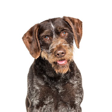 Petland Frisco & Mckinney, Texas German Wirehaired Pointer
