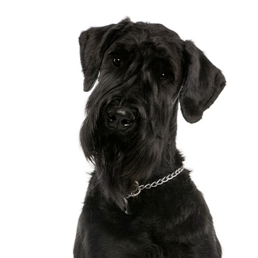 Petland Frisco & Mckinney, Texas Giant Schnauzer