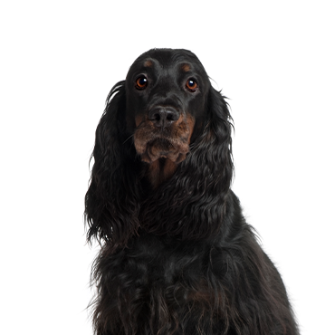 Petland Frisco & Mckinney, Texas Gordon Setter