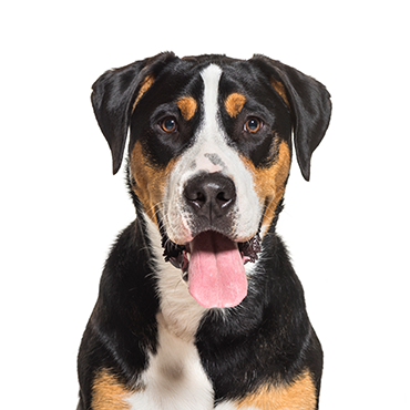 Petland Frisco & Mckinney, Texas Great Swiss Mountain Dog