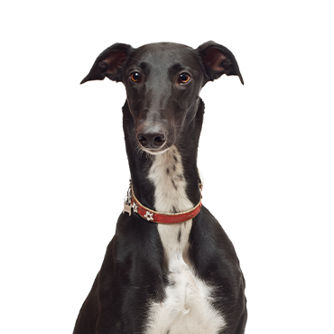 Petland Frisco & Mckinney, Texas Greyhound