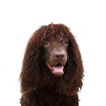 Petland Frisco & Mckinney, Texas Irish Water Spaniel