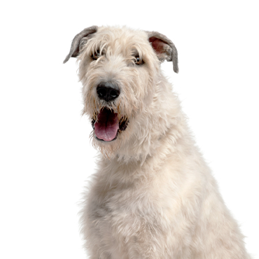 Petland Frisco & Mckinney, Texas Irish Wolfhound