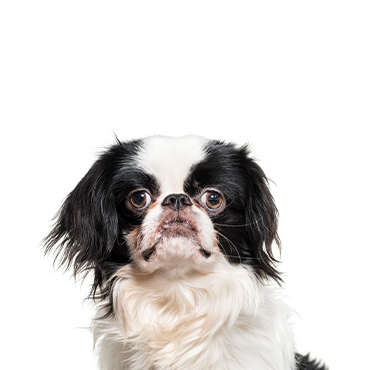 Petland Frisco & Mckinney, Texas Japanese Chin