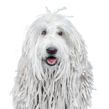 Petland Frisco & Mckinney, Texas Komondor