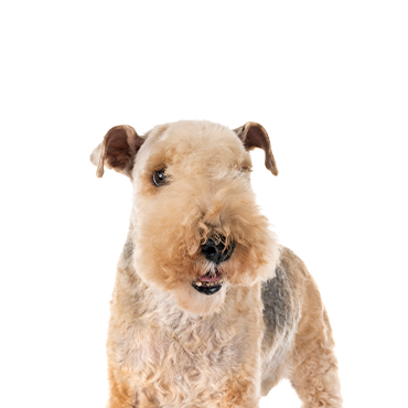 Petland Frisco & Mckinney, Texas Lakeland Terrier