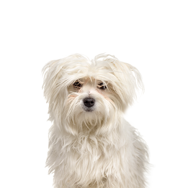 Petland Frisco & Mckinney, Texas Maltipom