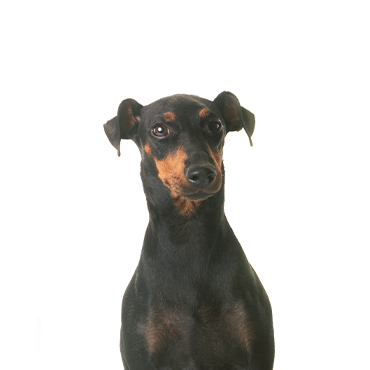Petland Frisco & Mckinney, Texas Manchester Terrier