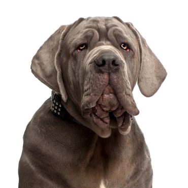 Petland Frisco & Mckinney, Texas Neapolitan Mastiff