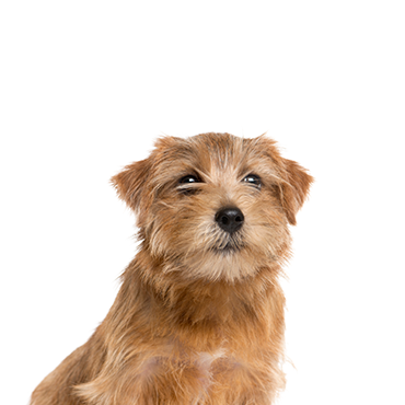 Petland Frisco & Mckinney, Texas Norfolk Terrier