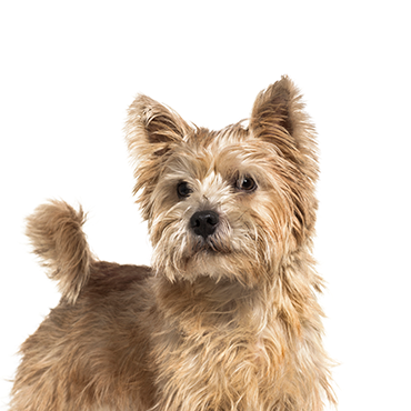 Petland Frisco & Mckinney, Texas Norwich Terrier