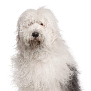 Petland Frisco & Mckinney, Texas Old English Sheepdog