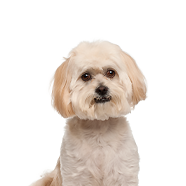 Petland Frisco & Mckinney, Texas Peekapoo