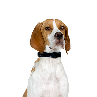 Petland Frisco & Mckinney, Texas Pointer