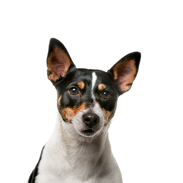 Petland Frisco & Mckinney, Texas Rat Terrier