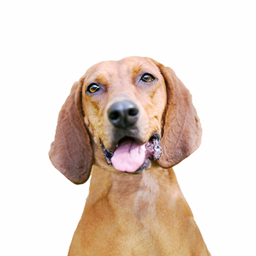 Petland Frisco & Mckinney, Texas Redbone Coonhound