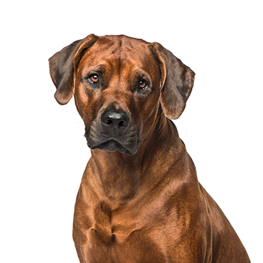Petland Frisco & Mckinney, Texas Rhodesian Ridgeback