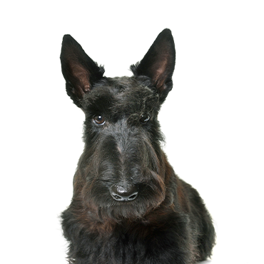 Petland Frisco & Mckinney, Texas Scottish Terrier