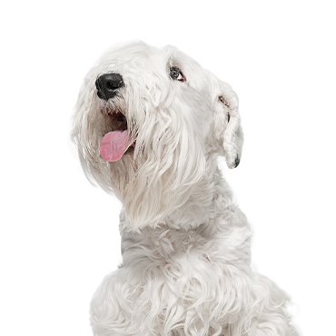 Petland Frisco & Mckinney, Texas Sealyham Terrier