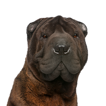 Petland Frisco & Mckinney, Texas Shar-Pei