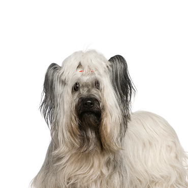 Petland Frisco & Mckinney, Texas Skye Terrier