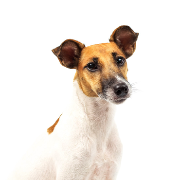 Petland Frisco & Mckinney, Texas Smooth Fox Terrier
