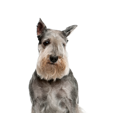 Petland Frisco & Mckinney, Texas Standard Schnauzer